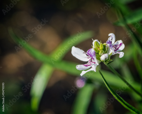 Close up of the Shoal lily or better known as the Cahaba Lily on the Cahaba River, 2017 season photo