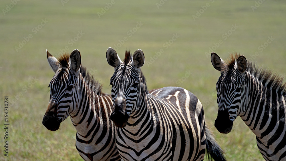 Fototapeta premium Zebra Brothers Posing in Ngorongoro Crater, Tanzania