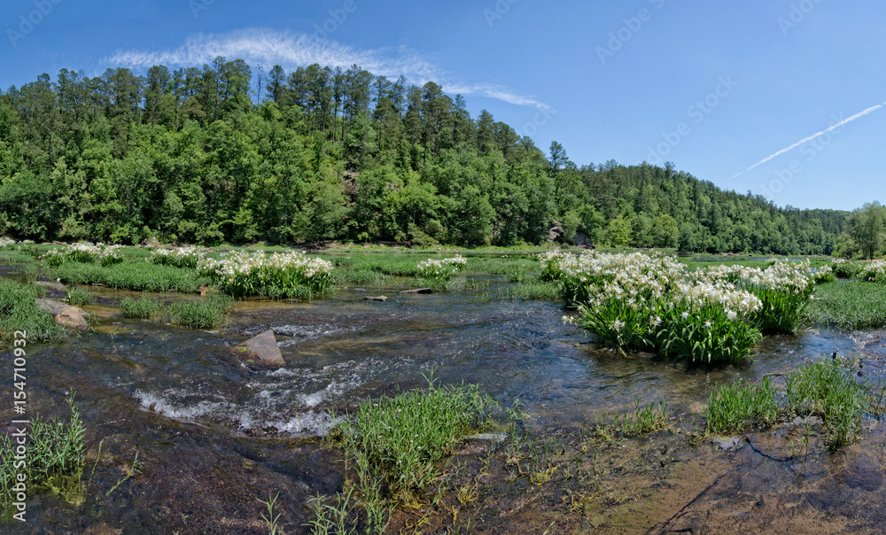 Cahaba River 2017 Cahaba lily season, blue sky and reflections on the water Cahaba River 2017 Cahaba lily season, blue sky and reflections on the water