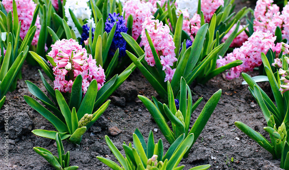 Fototapeta premium Pink and white hyacinth flowers