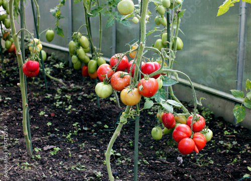 Red tomatoes in a greenhouse