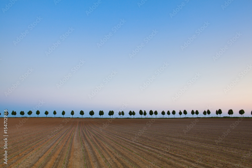 Fototapeta premium Young beautiful trees between spring fields
