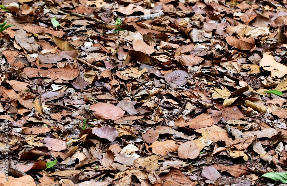 dry leaves on the ground dry leaves on the ground