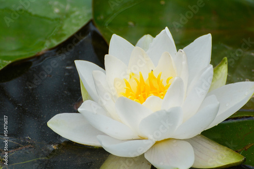 water lily on the pond in summer