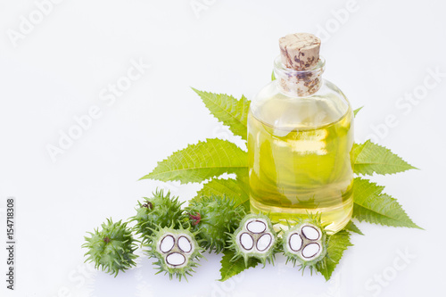 Fruits and castor oil isolated on white background - Ricinum communis