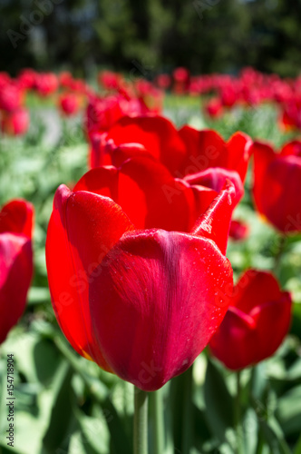 Beautiful view of red tulips under sunlight landscape at the middle of spring or summer. Flower tulips background.