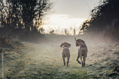 Fotografía two vizsla dogs walking along the path like friends