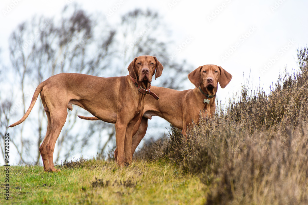 two brown dogs portrait in autumn
