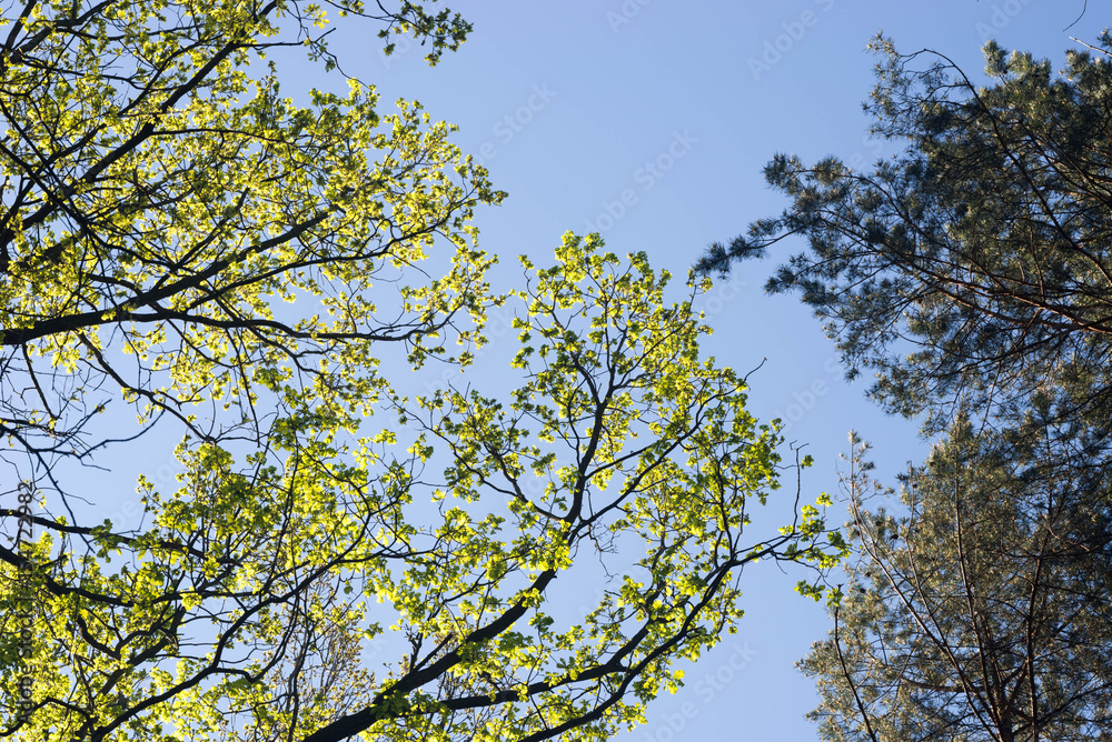 oak and pine branches against blue sky oak and pine branches against blue sky