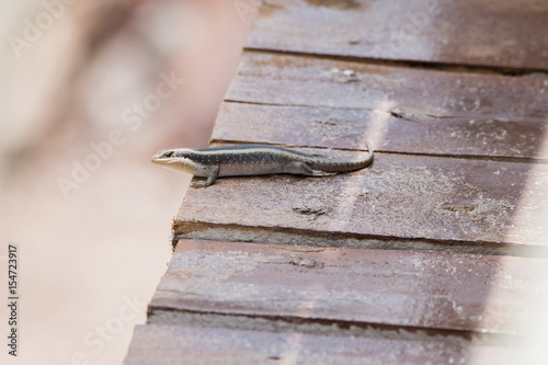 Striped Skink (Trachylepis striata) in Northern Tanzania photo
