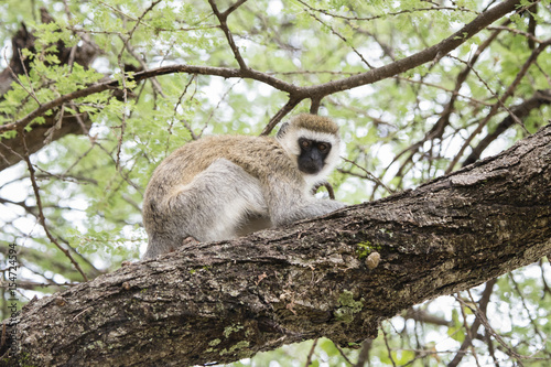 Vervet Monkey (Chlorocebus pygerythrus) in an Acacia Tree in Northern Tanzania