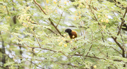 Golden-backed or Jackson's Weaver (Ploceus jacksoni) in a Blooming Tree in Northern Tanzania photo