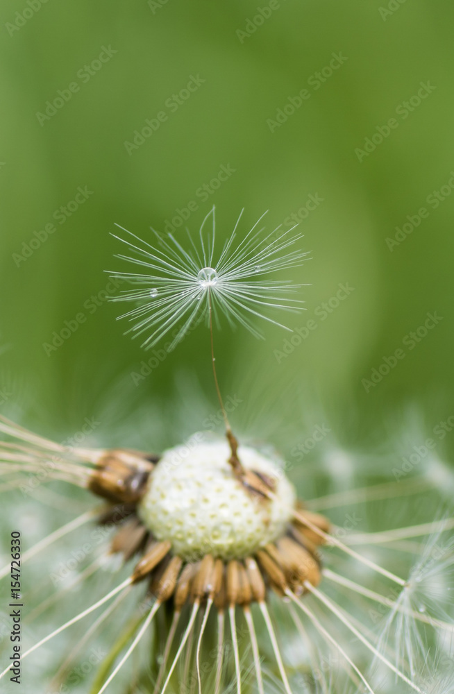 Löwenzahnschirmchen mit Tautropfen