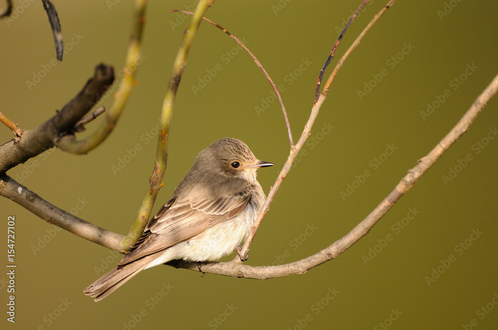 Obraz premium Perching Spotted Flycatcher in spring