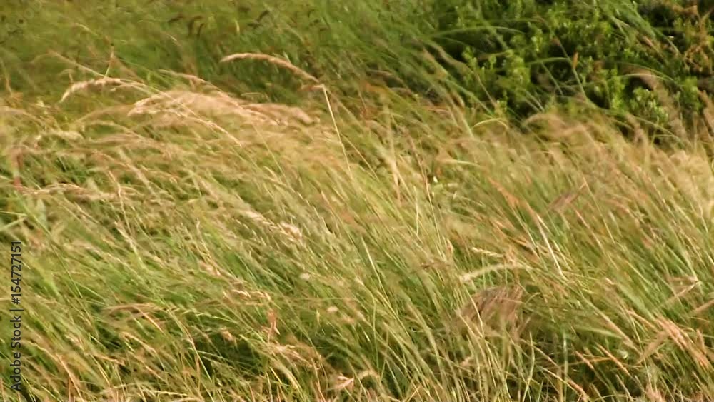 Green And Yellow Wild Grass In High Wind Marin California Green And Yellow Wild Grass In High Wind Marin California