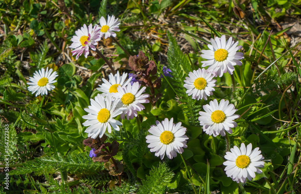 Spring Flowers at beautiful sunny day Spring Flowers at beautiful sunny day