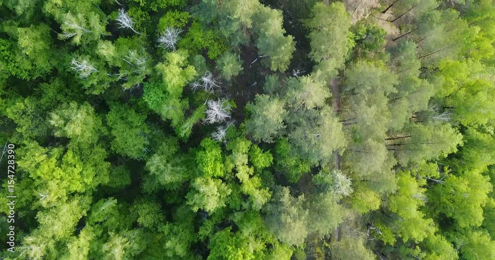 forest deciduous and coniferous. top of trees. green. nature. Clean Air. forest deciduous and coniferous. top of trees. green. nature. Clean Air.