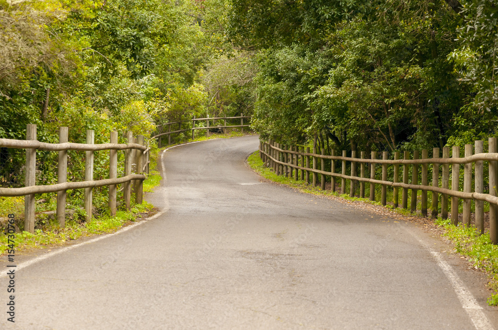 Mysterious forest road with the wooden fence Mysterious forest road with the wooden fence