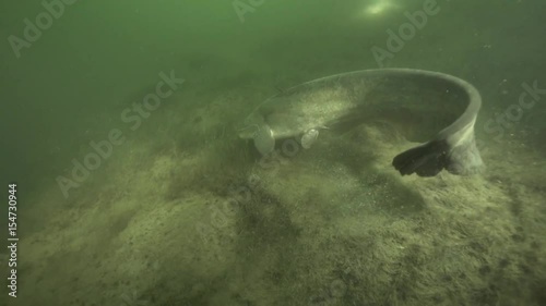 Wels 1 - scubamedia.de