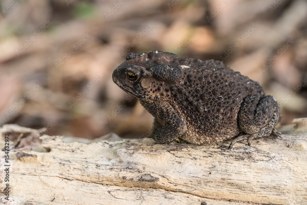 Common Toad on timber,asian toad brown,Common Toad (Bufo Bufo),poison animal amphibian Common Toad on timber,asian toad brown,Common Toad (Bufo Bufo),poison animal amphibian