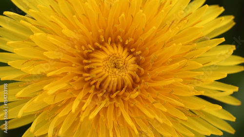 yellow dandelion flower