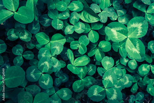 Clover leaves, top view, green background