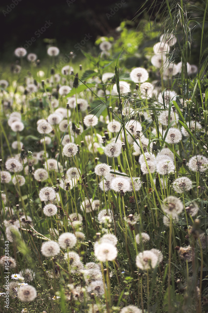 Obraz premium Make a wish