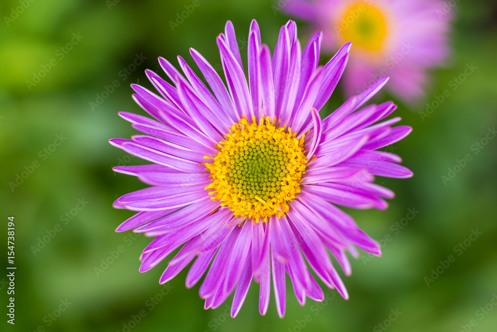 Violette Margerite im Blumenbeet