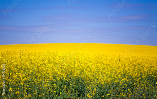 Rapeseed field in blossom