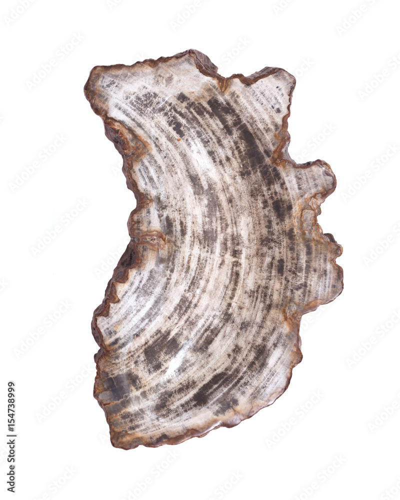 Petrified wood carving isolated on white background Petrified wood carving isolated on white background