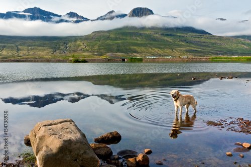 Dog in a lake reflected in the water. Snowy mountains covered with clouds. Iceland landscape