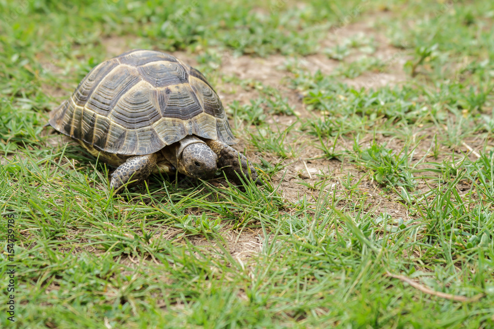 Tortoise Tortoise