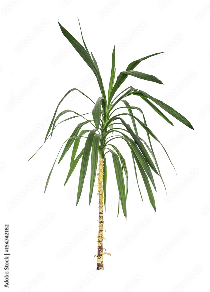 Green leaf of palm tree isolated.