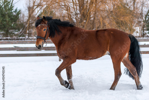 Brown beautiful horse for a walk in the snow © kosmos111