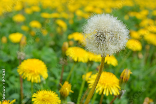 White dandelion against the background of yellow dandelion field, concept: special, outstanding 