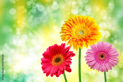 Gerber flower close up