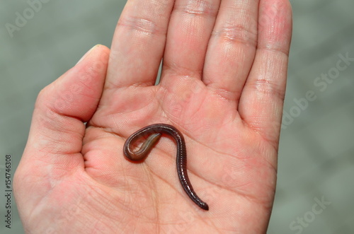 Eine männliche Hand hält einen Regenwurm