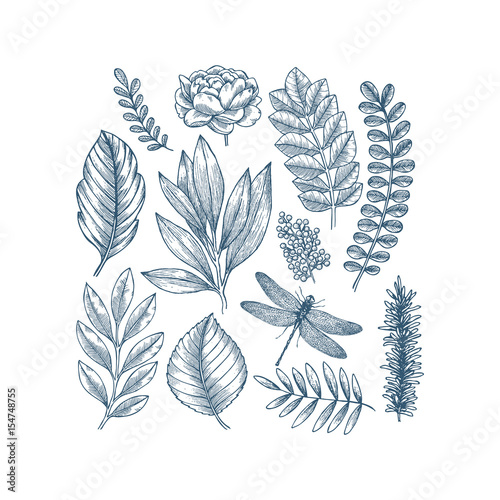 Hand drawn plant and flower collection. Vintage engraved flower set.