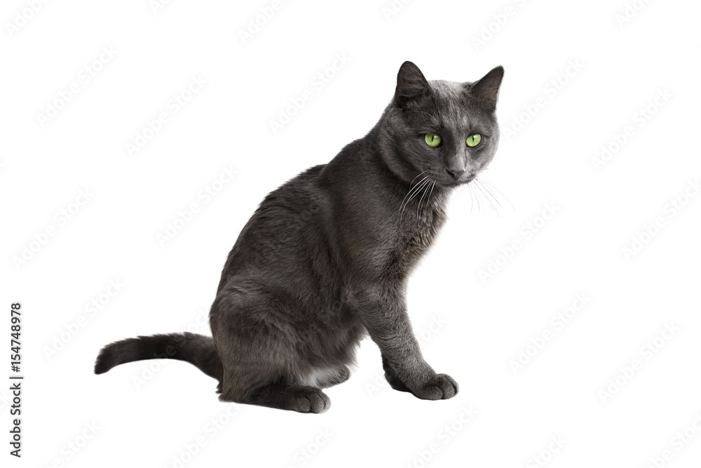 Gray cat on a white background. Isolated