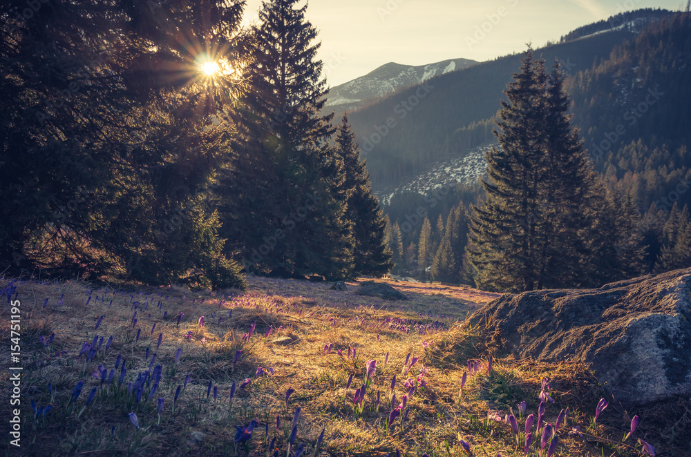 Fototapeta premium Tatra mountains, Poland, crocuses in Chocholowska valley, spring