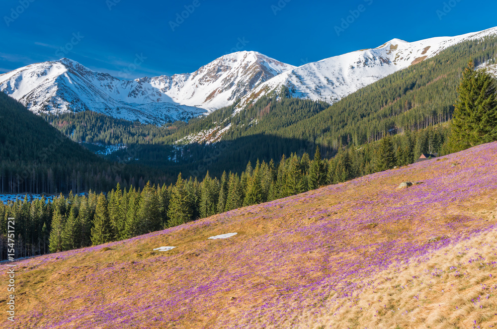 Obraz premium Tatra mountains, Poland, crocuses in Chocholowska valley, spring