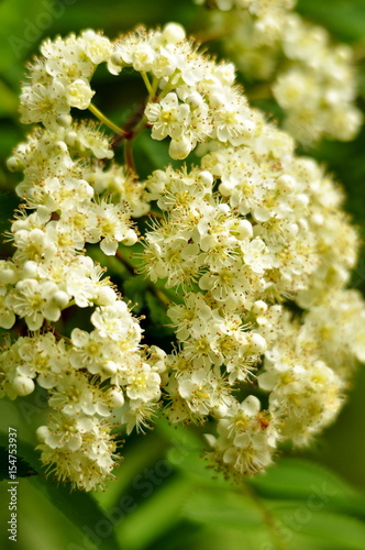 Sorbier à oiseleurs en fleurs , mèllifères  photo