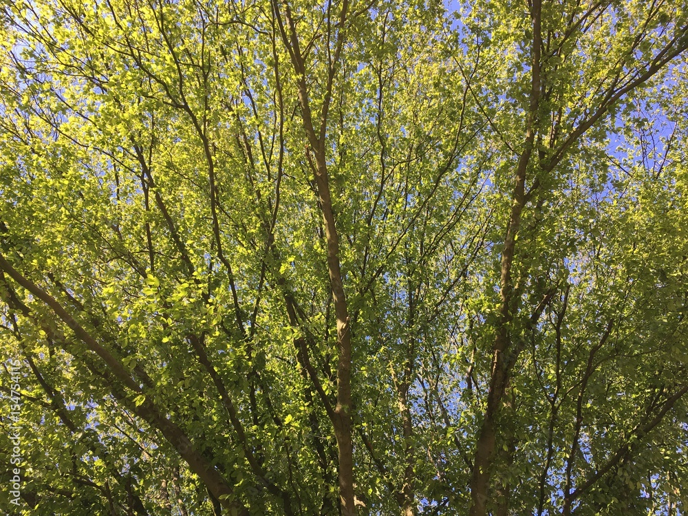 Obraz premium Baumspitze im Frühling