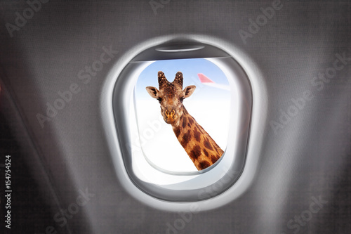 Giraffe looking through a plane's window photo
