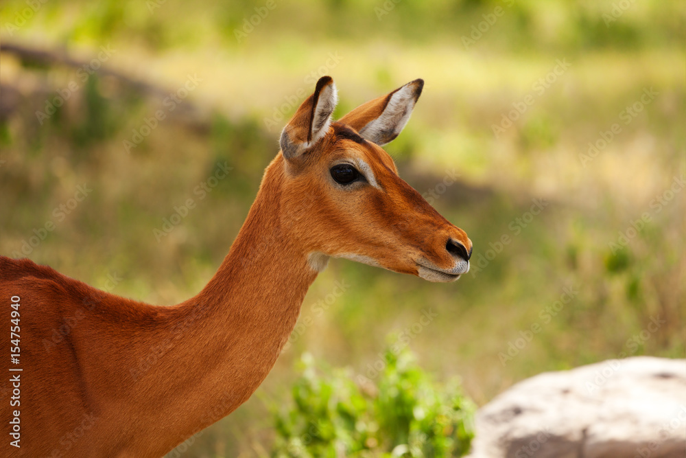 Beautiful impala with tan coating coloration Beautiful impala with tan coating coloration