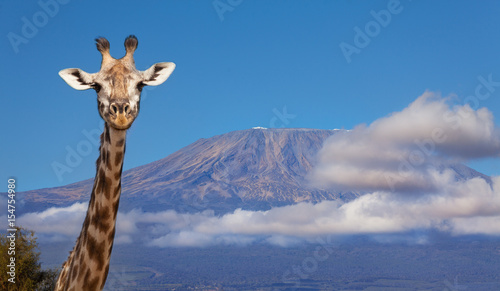 Portrait of giraffe head against Kilimanjaro mount