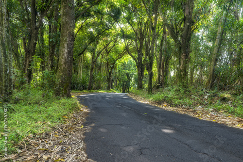 Canopy of trees over road