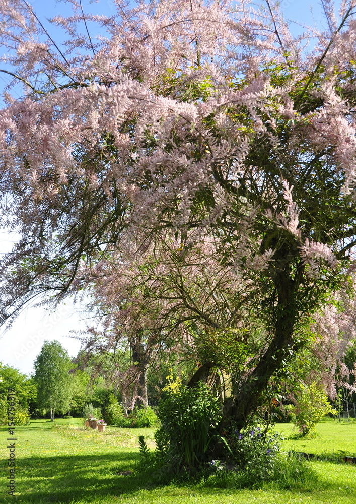 Obraz premium Tamaris de printemps