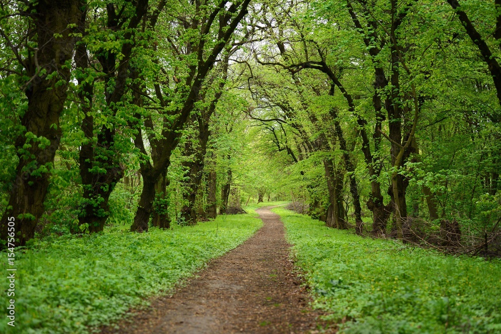 Road in dark forest