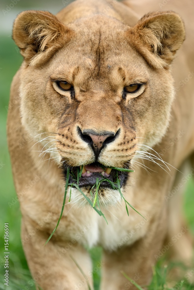 Fototapeta premium Close lion portrait